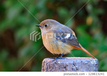 A female Daurian Redstart, a winter bird loved for its cute behavior and nicknamed Joviko. 128613241