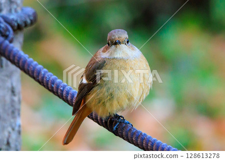 A female Daurian Redstart, a winter bird loved for its cute behavior and nicknamed Joviko. A female Daurian Redstart, a winter bird loved for its cute behavior and nicknamed Joviko. 128613278