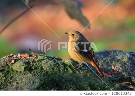 A female Daurian Redstart, a winter bird loved for its cute behavior and nicknamed Joviko. A female Daurian Redstart, a winter bird loved for its cute behavior and nicknamed Joviko. 128613342
