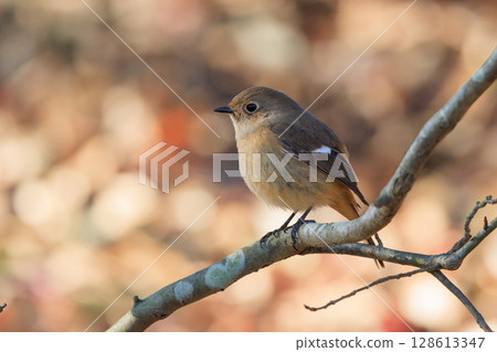 雌性達烏爾紅尾鴝是一種冬季鳥類，因其可愛的行為而受到人們的喜愛，綽號為喬維科。 128613347