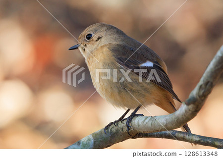 雌性達烏爾紅尾鴝是一種冬季鳥類，因其可愛的行為而受到人們的喜愛，綽號為喬維科。 128613348