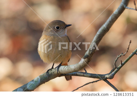 雌性達烏爾紅尾鴝是一種冬季鳥類，因其可愛的行為而受到人們的喜愛，綽號為喬維科。 128613351