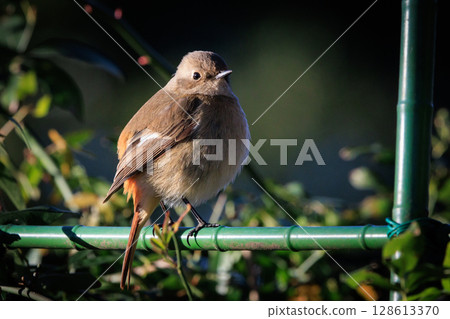 A female Daurian Redstart, a winter bird loved for its cute behavior and nicknamed Joviko. 128613370