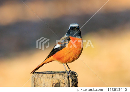 可愛的冬季鳥類達里安Redstart 可愛的冬季鳥類達里安Redstart 128613440