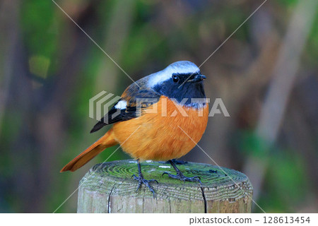 Adorable winter bird Daurian Redstart Adorable winter bird Daurian Redstart 128613454