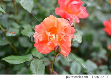 Orange roses and flying bees Princess Michiko 128613504
