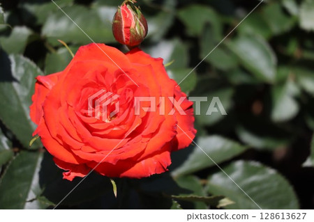 美麗綻放的紅玫瑰 美麗綻放的紅玫瑰 128613627