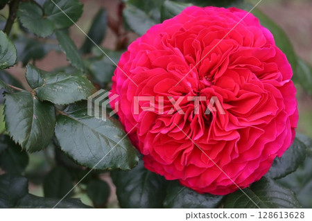 美麗綻放的紅玫瑰 128613628