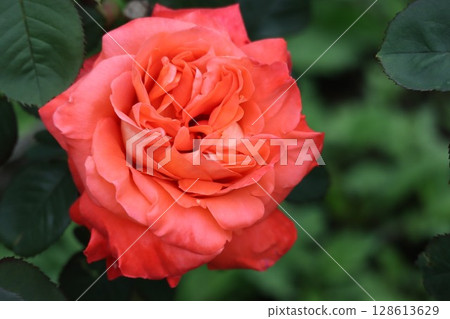 美麗綻放的紅玫瑰 128613629