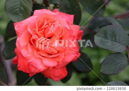 美麗綻放的紅玫瑰 128613630