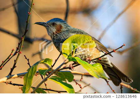 Bulbul, a rare bird that is familiar in Japan but overseas to be lively and conspicuous Bulbul, a rare bird that is familiar in Japan but overseas to be lively and conspicuous 128613646
