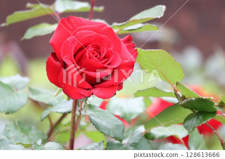 美麗綻放的紅玫瑰 128613666