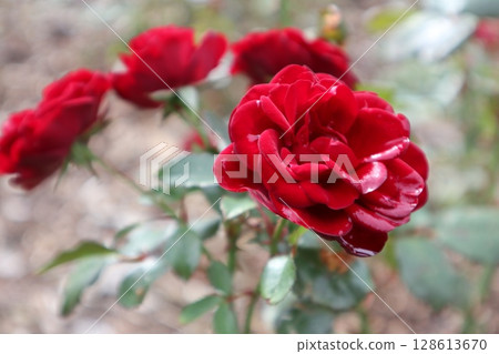 Beautiful blooming red rose Beautiful blooming red rose 128613670