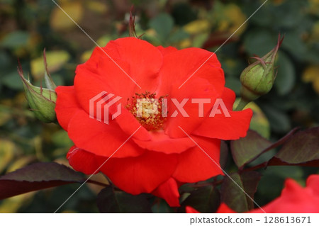 Beautiful blooming red rose Beautiful blooming red rose 128613671