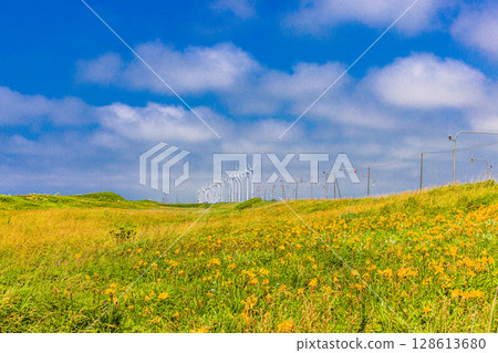 [Hokkaido_Oloron Line] Otonrui Wind Power Plant and Daylilies in Full Bloom 128613680