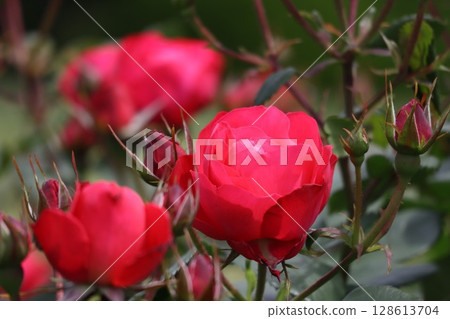 美麗綻放的紅玫瑰 美麗綻放的紅玫瑰 128613704