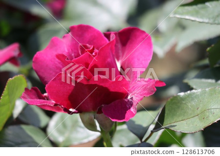 Beautiful blooming red rose 128613706