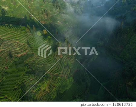 Aerial view of beautiful tea terrace landscape in China Aerial view of beautiful tea terrace landscape in China 128613725