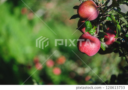 Red apples grow on tree in morning sunshine 128613733