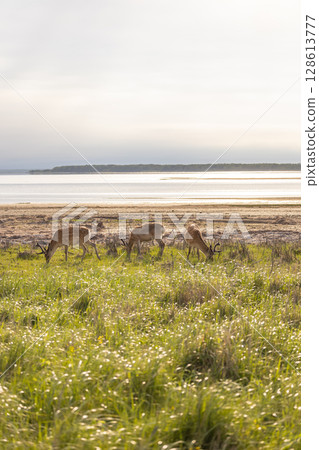 北海道野付半島的風景 北海道野付半島的風景 128613777