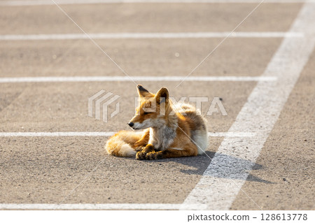 Kita fox on the Notsuke Peninsula, Hokkaido 128613778