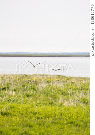 Red-crowned crane on Hokkaido's Notsuke Peninsula 128613779