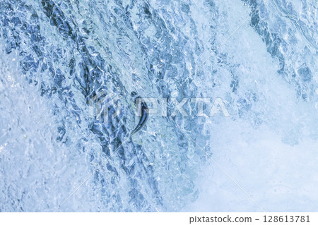 Cherry salmon swimming upstream at Sakuranotaki Falls in Kiyosato, Hokkaido 128613781