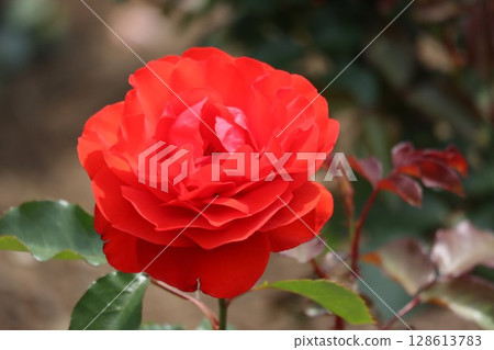 美麗綻放的紅玫瑰 美麗綻放的紅玫瑰 128613783