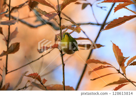 A white-eye bird with a beautiful green body and white glasses that can be mistaken for a warbler. 128613814