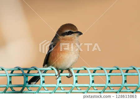 Shrike famous for Hayani Shrike famous for Hayani 128613863