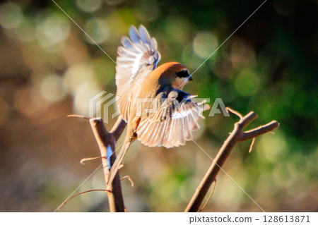 Shrike famous for Hayani 128613871
