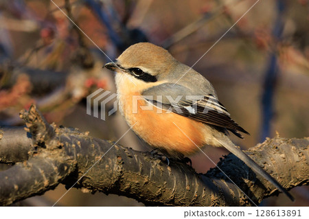 以 Hayani 聞名的伯勞鳥 128613891