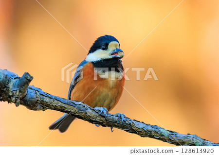 變異的山雀，一種靈巧的鳥，模仿唱歌並表演技巧 128613920