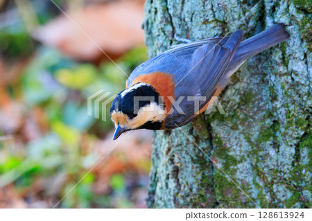 Varied tit, a dexterous bird that imitates singing and performs tricks 128613924
