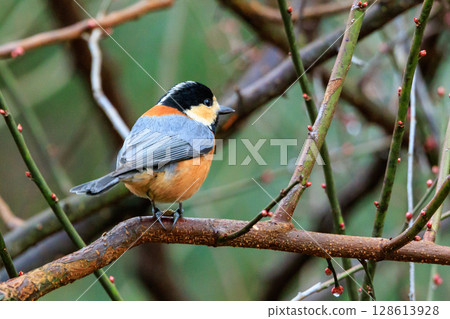 Varied tit, a dexterous bird that imitates singing and performs tricks Varied tit, a dexterous bird that imitates singing and performs tricks 128613928