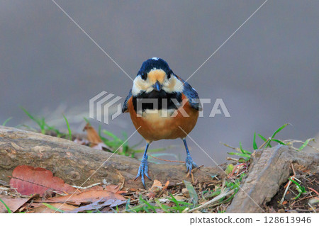 Varied tit, a dexterous bird that imitates singing and performs tricks Varied tit, a dexterous bird that imitates singing and performs tricks 128613946