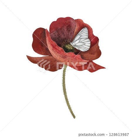 A watercolor illustration of a muted red poppy flower in full bloom with a green stem and a white butterfly perched on it, set against a white background. This delicate and natural design is perfect 128613987