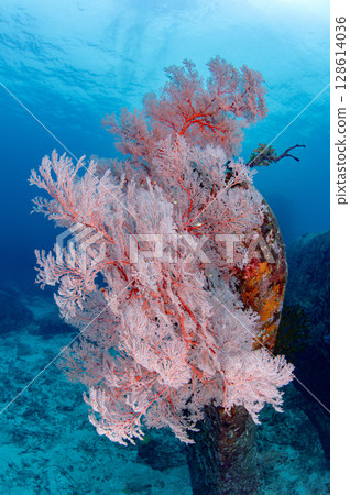 Pink Gorgonian Sea Fan coral in Andaman sea at Similan National Park, Thailand. 128614036