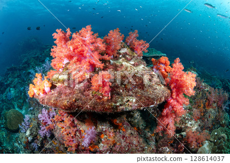 Red soft coral cover on the hard coral reef at Hin Daeng dive site in Thailand Red soft coral cover on the hard coral reef at Hin Daeng dive site in Thailand 128614037