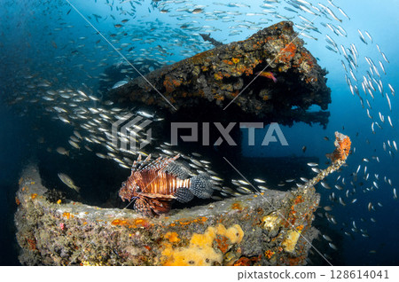 Lionfish with school of yellowstripe scad fish swimming at HTMS Kledkaeo ship wreck Lionfish with school of yellowstripe scad fish swimming at HTMS Kledkaeo ship wreck 128614041