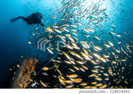 School of yellowstripe scad fish with scuba diver swimming over HTMS Kledkaeo ship wreck School of yellowstripe scad fish with scuba diver swimming over HTMS Kledkaeo ship wreck 128614042