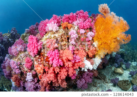 Colorful underwater landscape around Talang Pinnacle or Stonehenge near Lipe Island, Thailand Colorful underwater landscape around Talang Pinnacle or Stonehenge near Lipe Island, Thailand 128614043