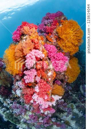 Colorful underwater landscape around Talang Pinnacle or Stonehenge near Lipe Island, Thailand Colorful underwater landscape around Talang Pinnacle or Stonehenge near Lipe Island, Thailand 128614044