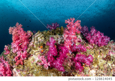 Colorful underwater landscape with soft coral and hard coral reef at Hin Muang dive site in Thailand 128614045