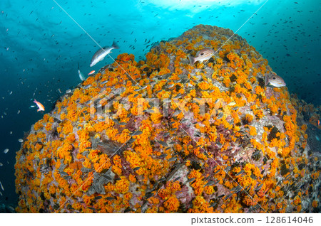 Orange cup coral cover on pinnacle with a school of fish at 8 mile rock near Lipe Island, Thailand Orange cup coral cover on pinnacle with a school of fish at 8 mile rock near Lipe Island, Thailand 128614046