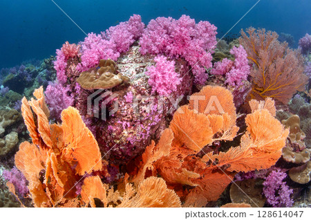 Colorful underwater landscape around Talang Pinnacle or Stonehenge near Lipe Island, Thailand Colorful underwater landscape around Talang Pinnacle or Stonehenge near Lipe Island, Thailand 128614047