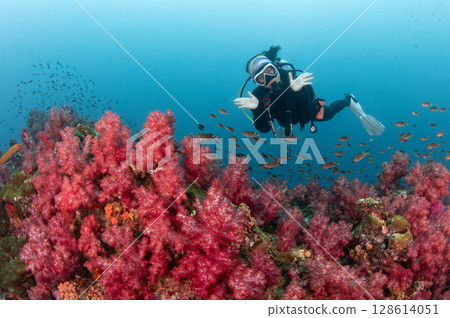 Asian female scuba diver diving over red soft coral reef at Hin Daeng dive site in Thailand 128614051
