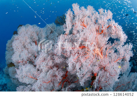 Group of Pink Gorgonian Sea Fan coral in Andaman sea, Thailand 128614052
