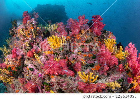 Colorful coral reef covered with red soft coral and yellow finger gorgonian Colorful coral reef covered with red soft coral and yellow finger gorgonian 128614053