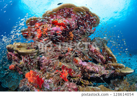 Colorful coral reef with school of glassfish in Andaman sea at Similan National Park, Thailand. Colorful coral reef with school of glassfish in Andaman sea at Similan National Park, Thailand. 128614054